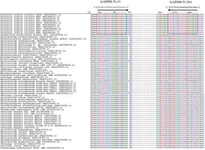 Molecular diagnostic assay for pre-harvest detection of Tilletia indica infection in wheat plants